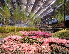 Genter Floralien 2020